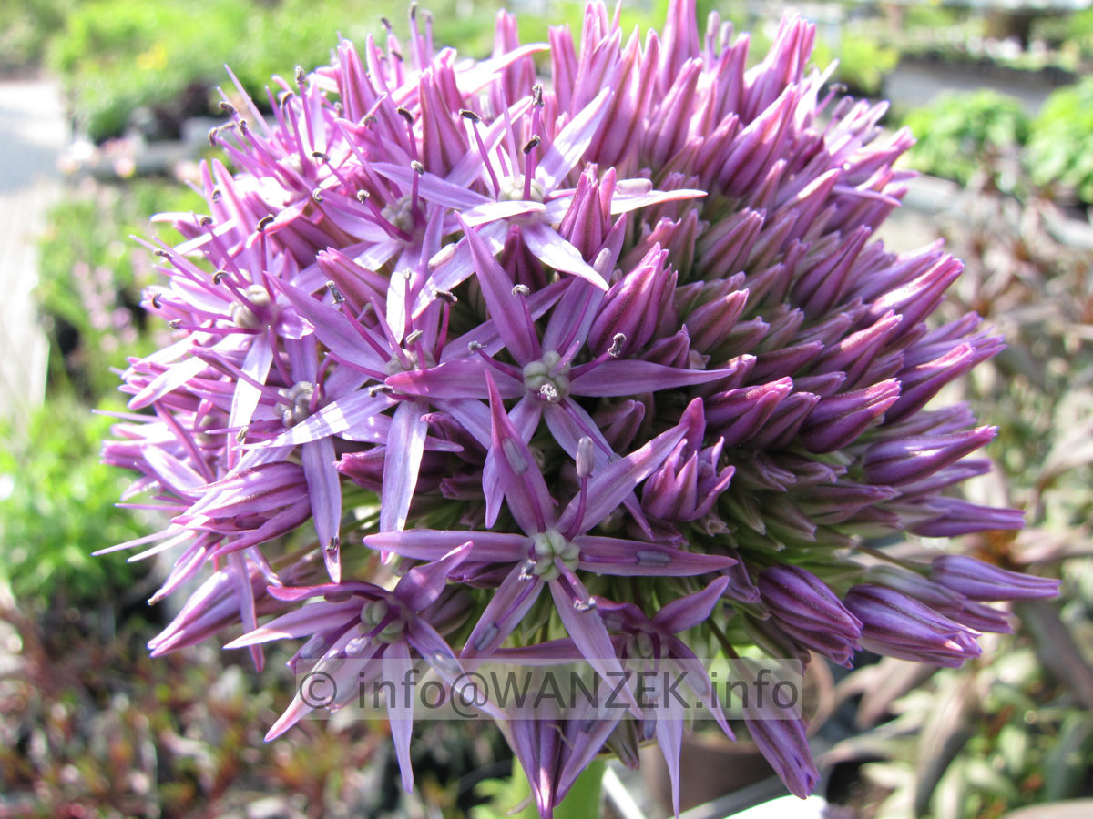 Allium Globemaster - mittlere Bluete.JPG